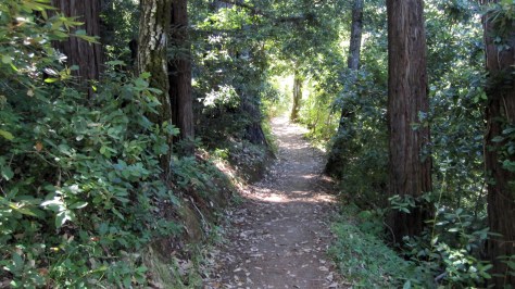 The magnificent trails of Huddart Park near Woodside, CA.